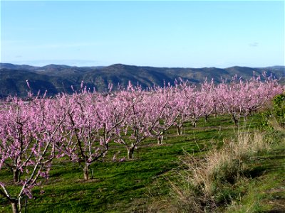 Peach orchard (Prunus persica) - Pyrénées-Orientales, France. photo