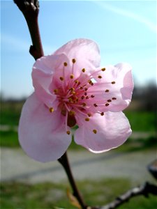 Peach flower (Prunus persica var. nucipersica) photo