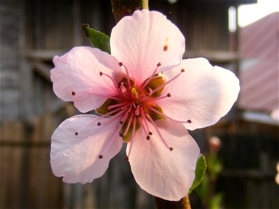 Peach flower photo
