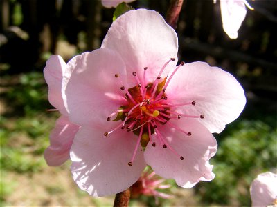 Peach flower photo