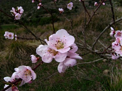 Peach tree flowers, Castelltallat, Catalonia photo