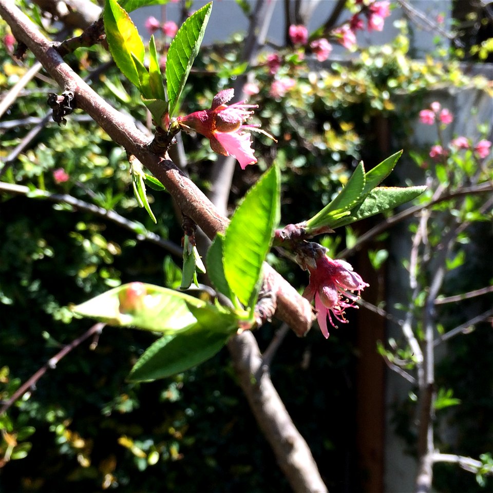 The flowers and branches of a peach tree.