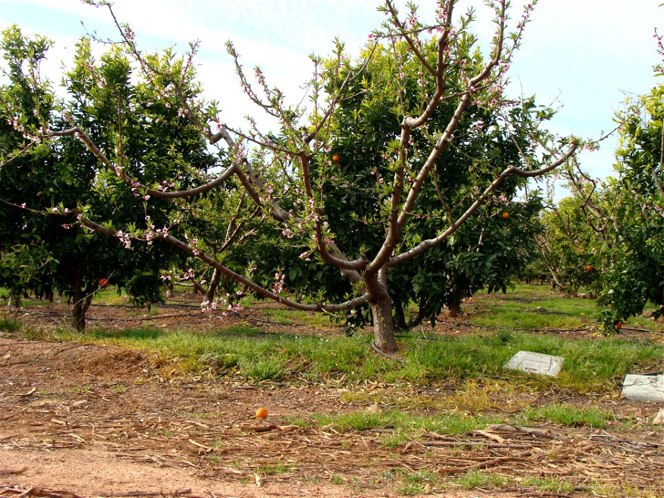 Coexistencia de dos cultivos en una sola parcela en el término municipal de Catadau, provincia de Valencia (naranjas y melocotones). Ello se hace para evitar el monocultivo y programar tareas distinta