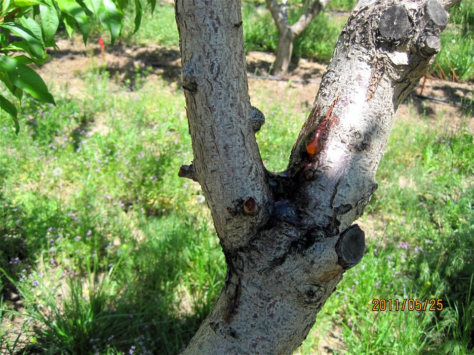 Cankers