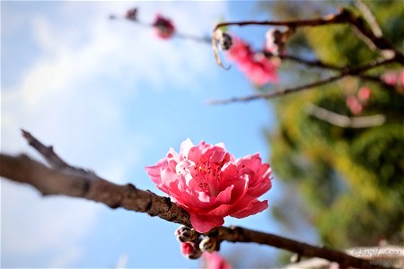 Peach blossom. photo