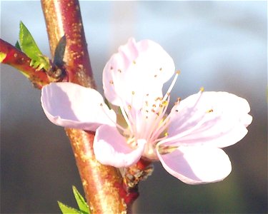Peach Blossom closeup picture in Carroll County, Ohio in March 2012. photo