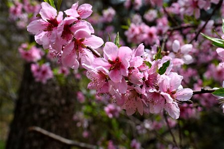 peach blossom (Prunus persica) photo
