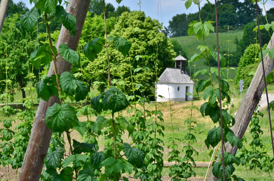 Bavaria climber plant plant