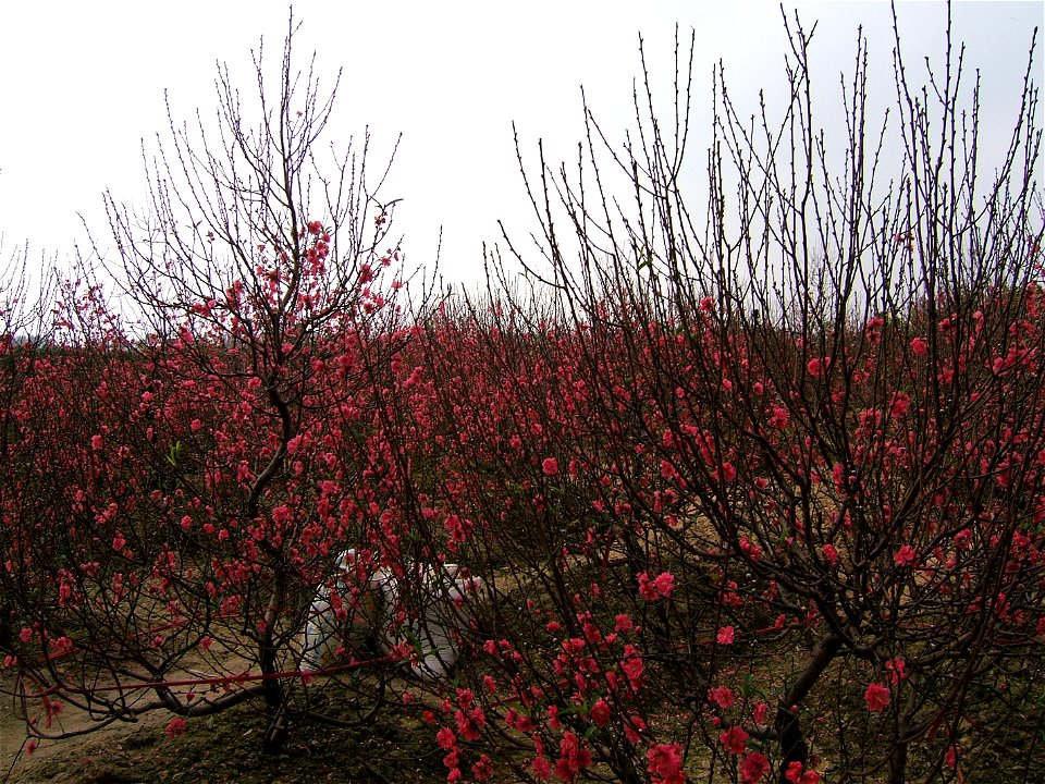 Prunus persica (hoa đào) in Nhật Tân, Hanoi, Vietnam photo