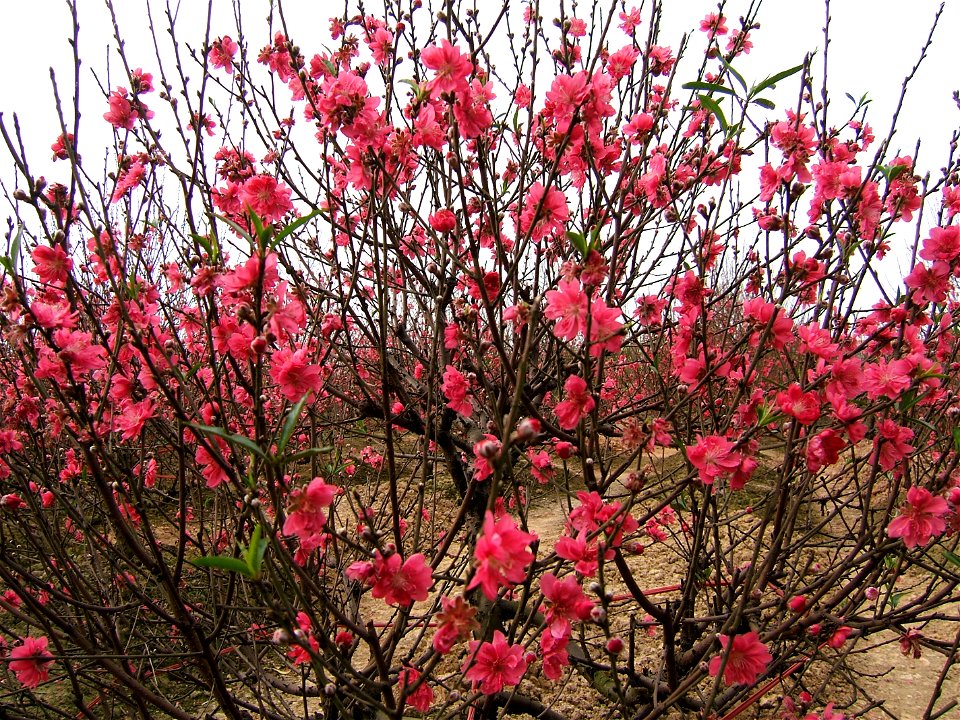 Prunus persica (hoa đào) in Nhật Tân, Hanoi, Vietnam