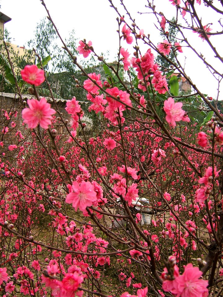 Prunus persica (hoa đào) in Nhật Tân, Hanoi, Vietnam