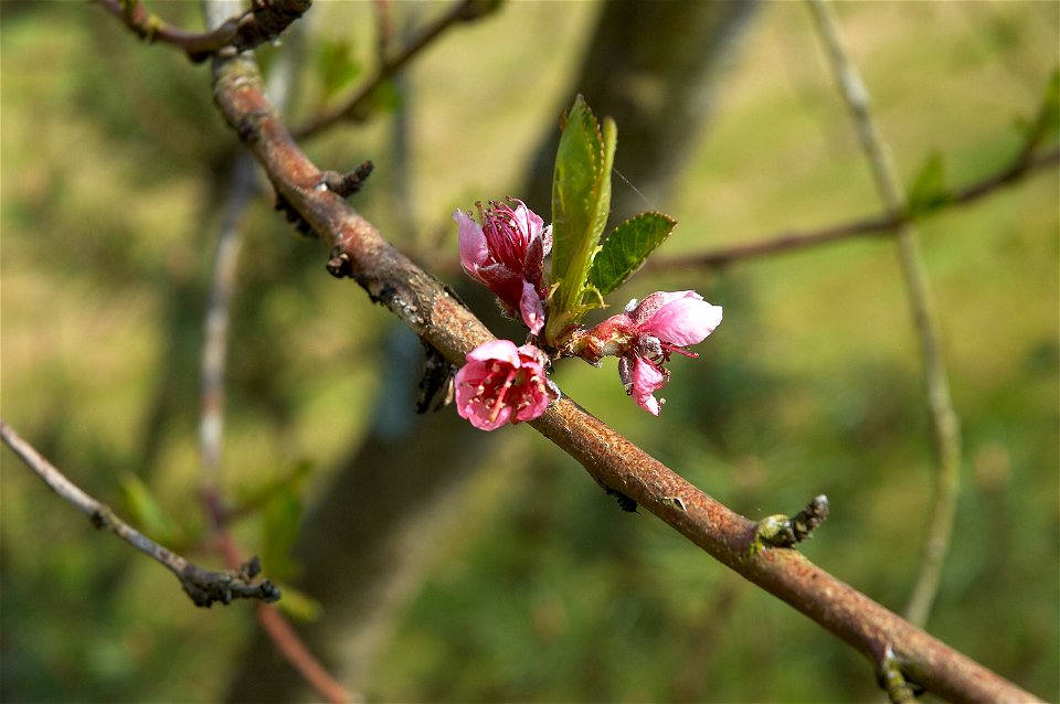 Peach. This photo has been taken in Belgium.