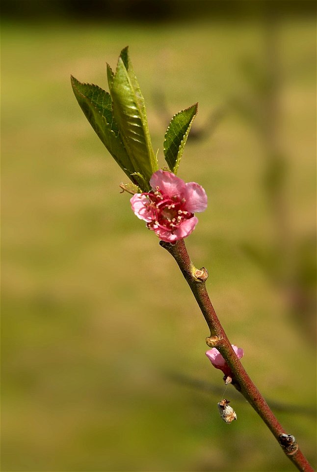 Peach