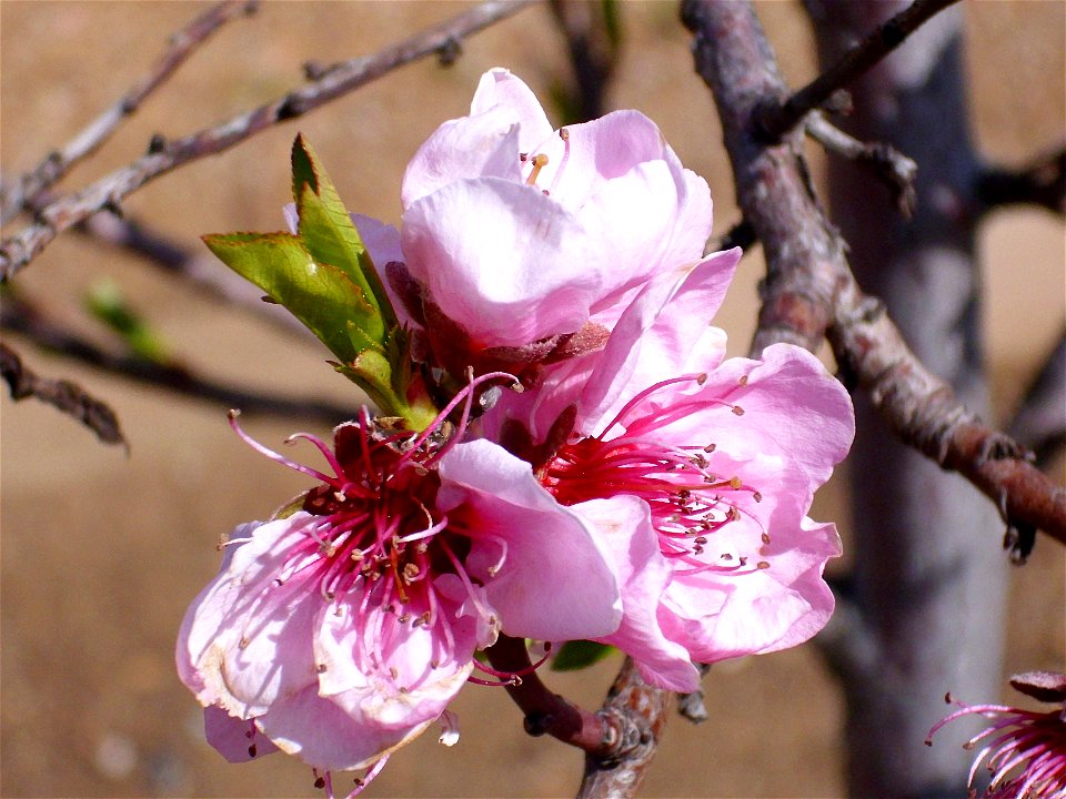 Prunus persica flowers close up, Dehesa Boyal de Puertollano, Spain