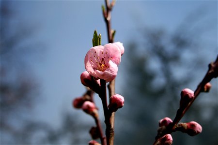 Blossom of paech tree “(Prunus persica)”, east Bohemia, Czech Republic photo