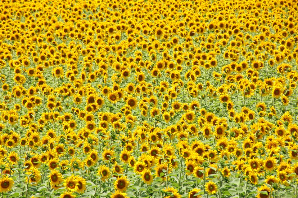 Agriculture yellow summer