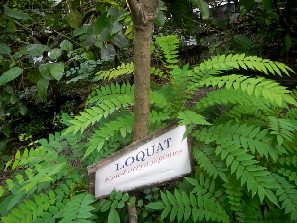 Aven's Nature Farm Artemio G. Veneracion President of ARaMP, Inc. in Barangays Santa Barbara, 14°56'21"N 120°53'25"E Baliuag, Bulacan, Bulacan (Note: Judge Florentino Floro, the owner, to repeat, Dono