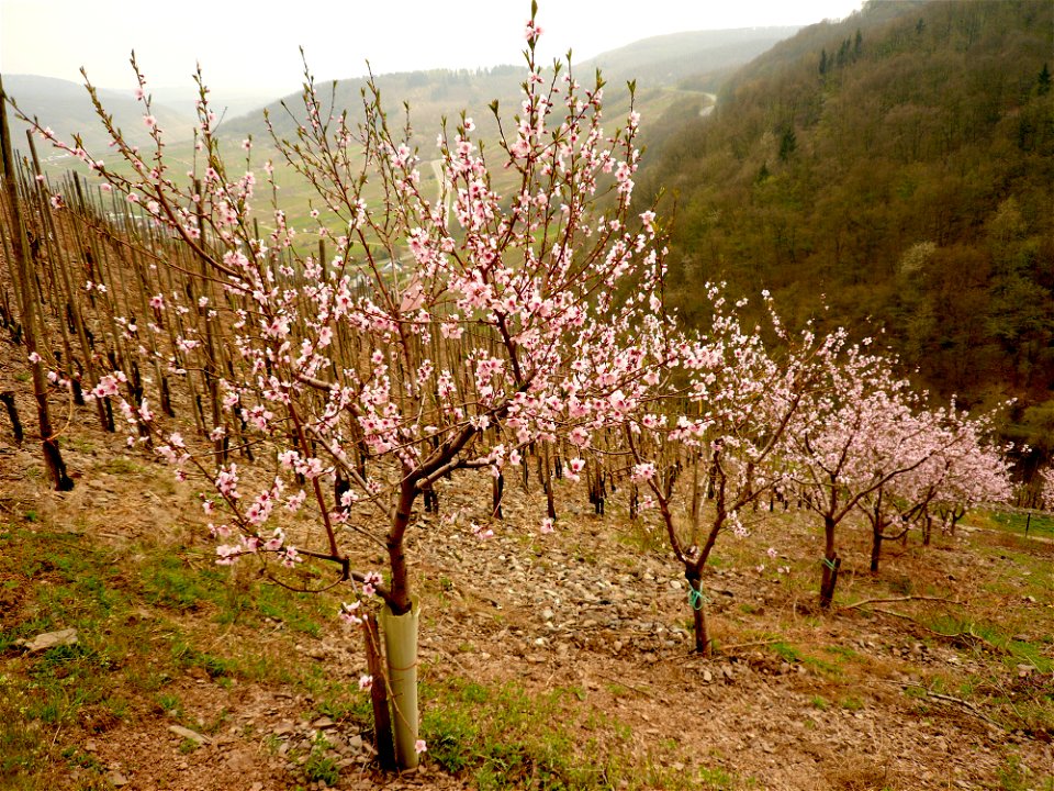 Kind of peach growing in Mosel valley
