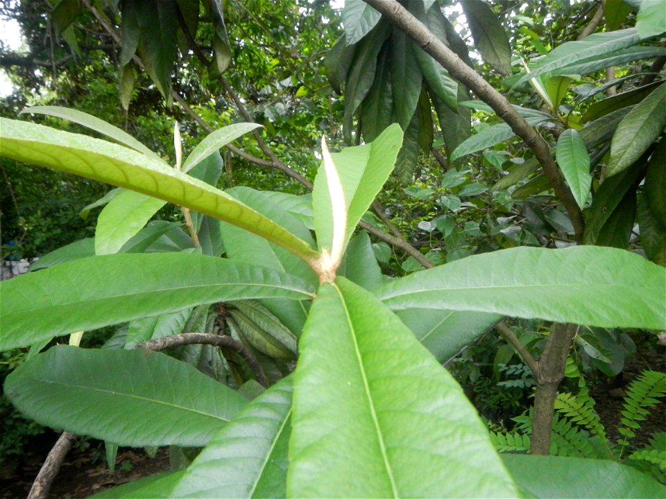 Aven's Nature Farm Artemio G. Veneracion President of ARaMP, Inc. in Barangays Santa Barbara, 14°56'21"N 120°53'25"E Baliuag, Bulacan, Bulacan (Note: Judge Florentino Floro, the owner, to repeat, Dono
