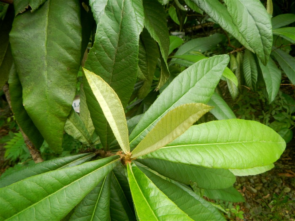 Aven's Nature Farm Artemio G. Veneracion President of ARaMP, Inc. in Barangays Santa Barbara, 14°56'21"N 120°53'25"E Baliuag, Bulacan, Bulacan (Note: Judge Florentino Floro, the owner, to repeat, Dono