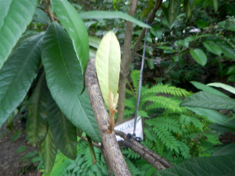 Aven's Nature Farm Artemio G. Veneracion President of ARaMP, Inc. in Barangays Santa Barbara, 14°56'21"N 120°53'25"E Baliuag, Bulacan, Bulacan (Note: Judge Florentino Floro, the owner, to repeat, Dono
