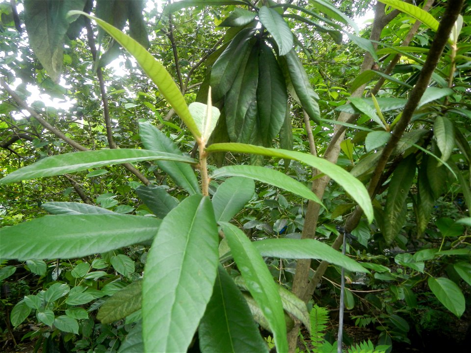 Aven's Nature Farm Artemio G. Veneracion President of ARaMP, Inc. in Barangays Santa Barbara, 14°56'21"N 120°53'25"E Baliuag, Bulacan, Bulacan (Note: Judge Florentino Floro, the owner, to repeat, Dono