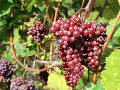 Wine grape vine photo