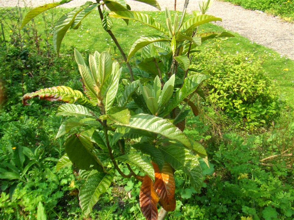 Eriobotrya japonica, picture taken at the Botanische tuin TU Delft in Delft, The Netherlands