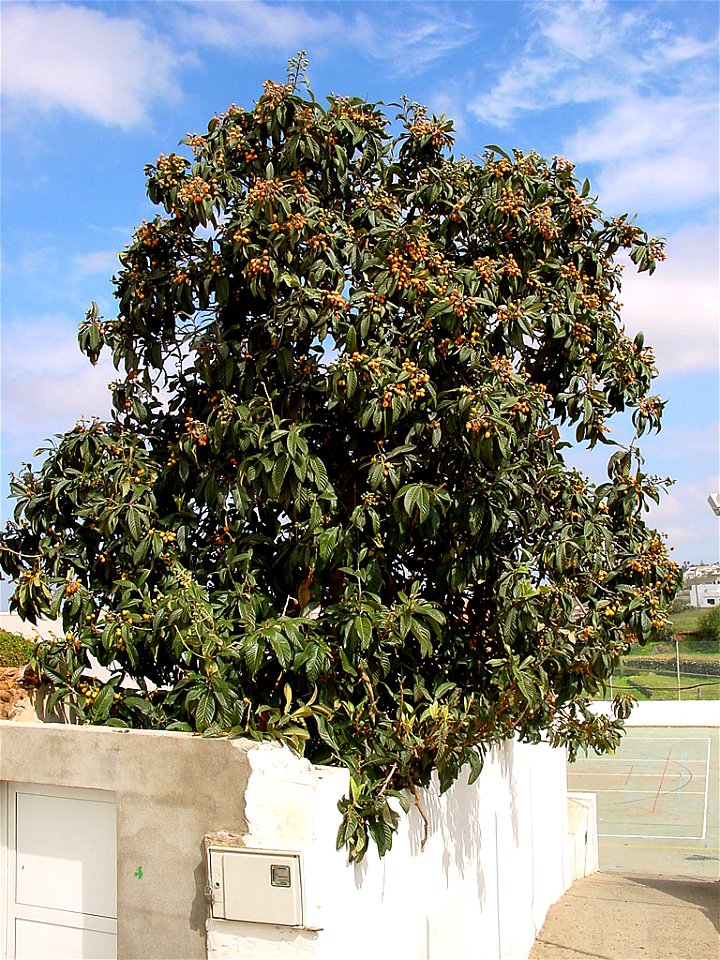 Loquat. Photo taken in Gran Canaria.