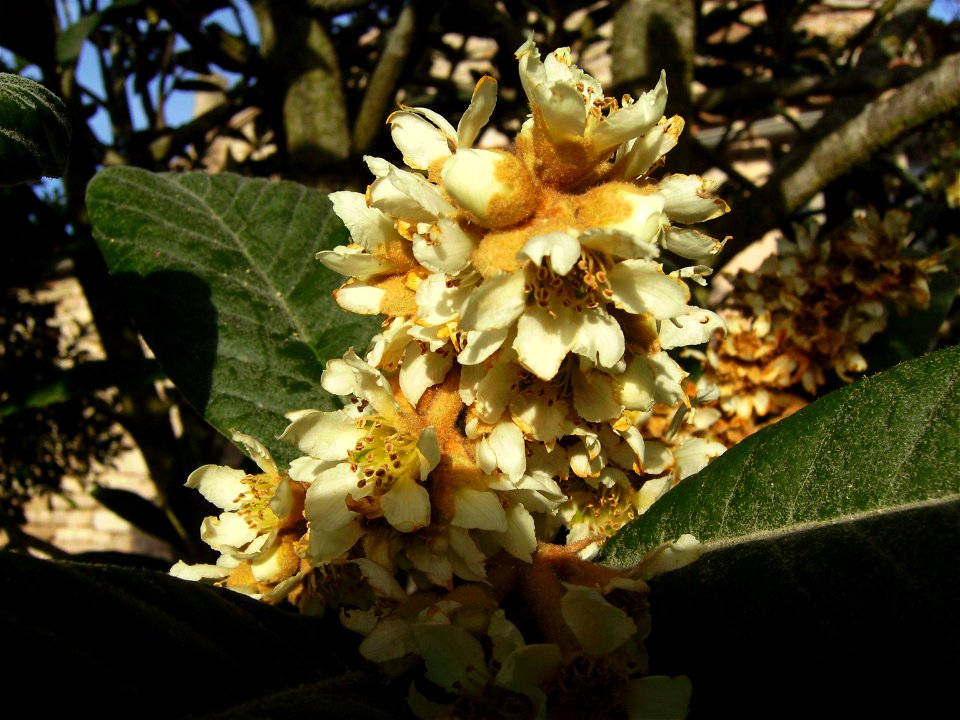 Eriobotrya japonica flowering, november 21, Catalonia 840 m altitude