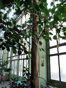 Ficus religiosa in a greenhouse of the jardin des plantes in Paris. Identified by sign.