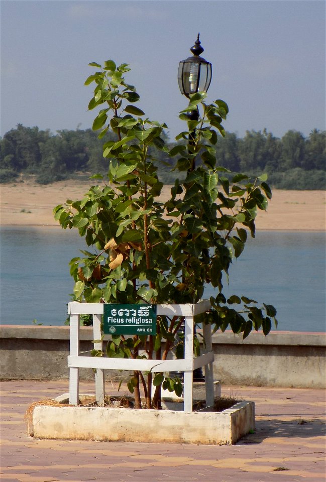 Ficus religiosa in Kratie, Cambodia