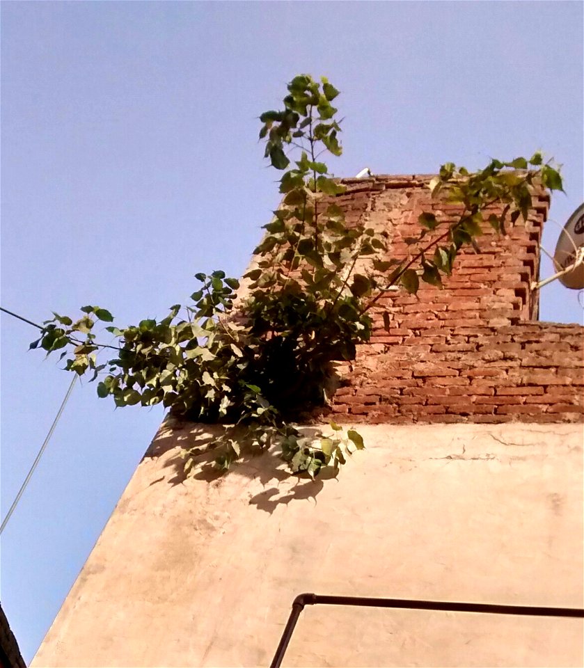 A young Peepul tree (Sacred Fig) growing on a concrete wall in a suburb in West Delhi, Delhi. It is tolerant to wide variety of soils, and hence it even thrives on concrete walls having little moistur