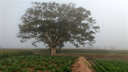 Sacred fig tree on a foggy morning in Coimbatore Tamil Nadu