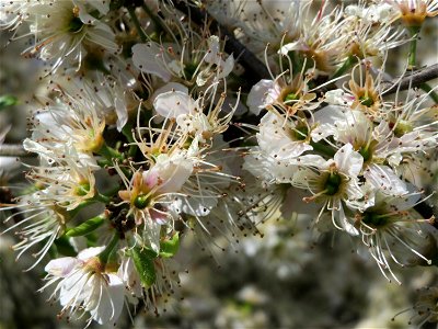 Schlehdorn (Prunus spinosa) im Hockenheimer Rheinbogen