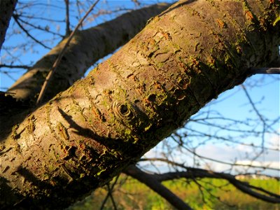 Kirschpflaume (Prunus cerasifera) bei Reilingen photo