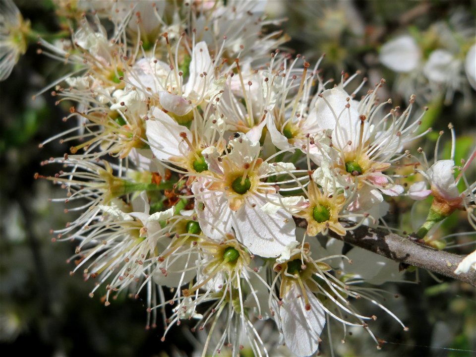Schlehdorn (Prunus spinosa) im Hockenheimer Rheinbogen