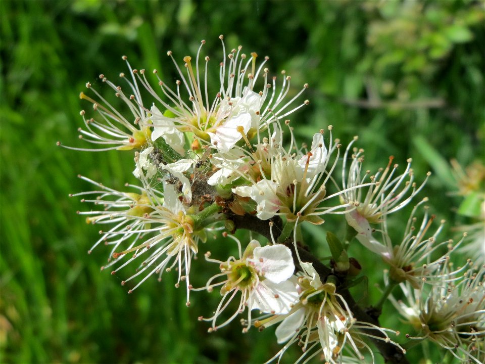 Schlehdorn (Prunus spinosa) im Hockenheimer Rheinbogen