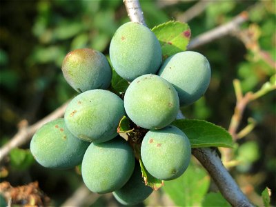 Schlehdorn (Prunus spinosa) bei Reilingen