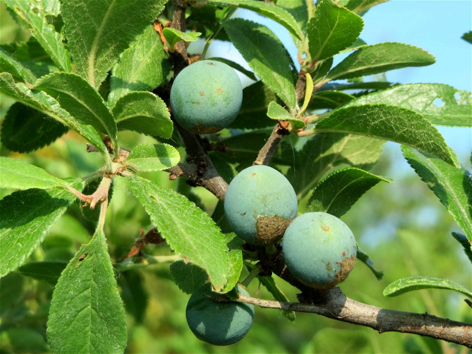 Schlehdorn (Prunus spinosa) bei Reilingen