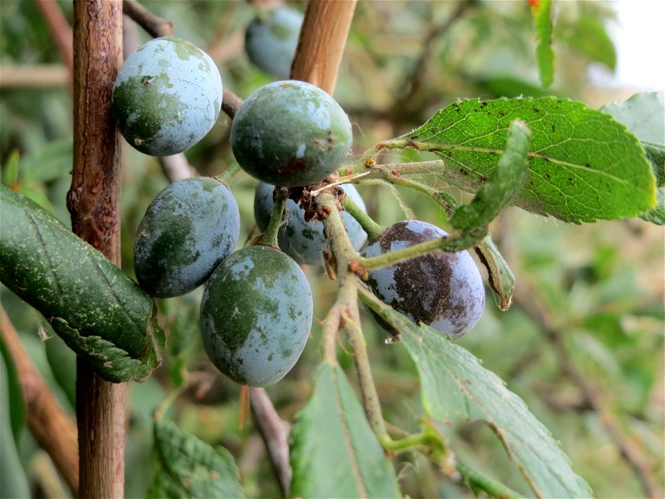 Schlehdorn (Prunus spinosa) bei Wiesbaden-Erbenheim