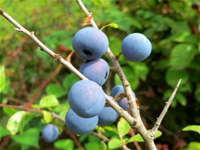 Schlehdorn (Prunus spinosa) am Hohen List bei Schalkenmehren