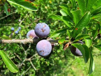 Schlehdorn (Prunus spinosa) im Naturschutzgebiet Mürmes