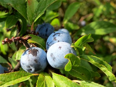Schlehdorn (Prunus spinosa) bei Reilingen
