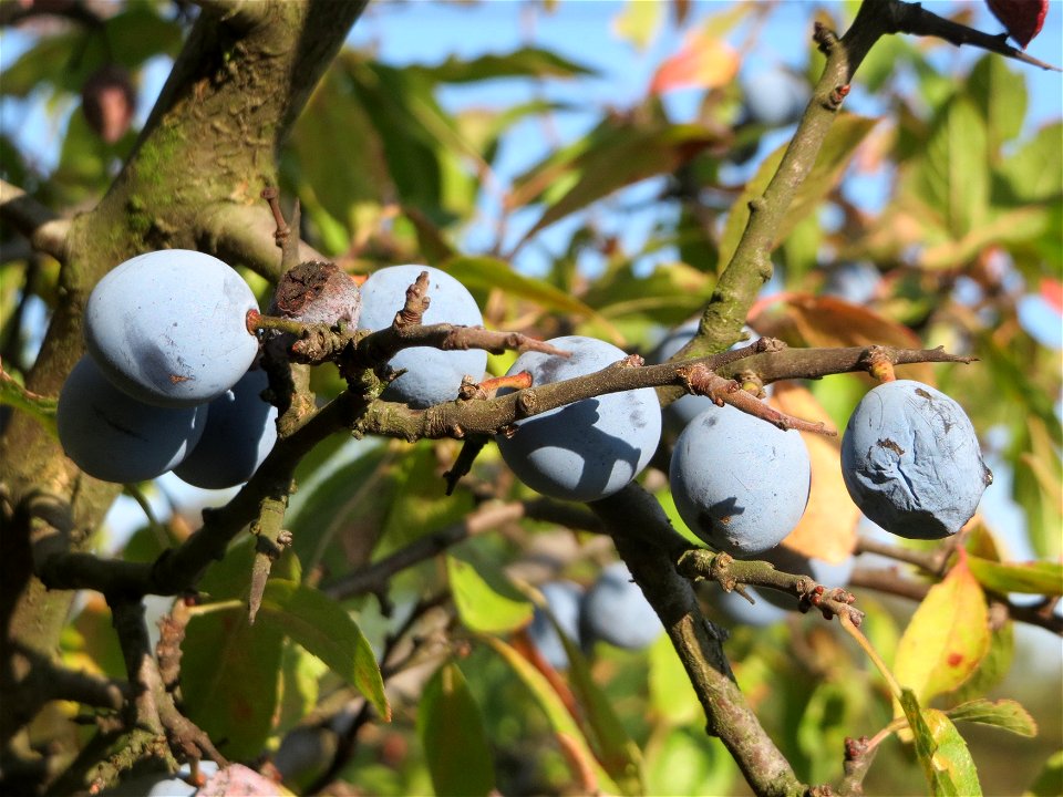 Schlehdorn (Prunus spinosa) bei Reilingen