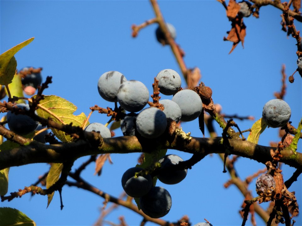 Schlehe (Prunus spinosa) in Hockenheim