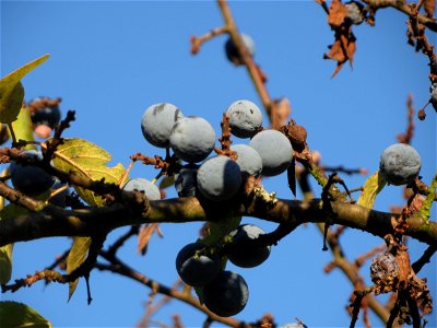 Schlehe (Prunus spinosa) in Hockenheim