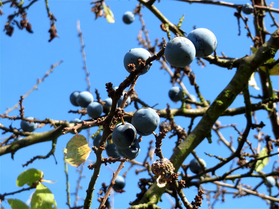 Schlehe (Prunus spinosa) in Hockenheim