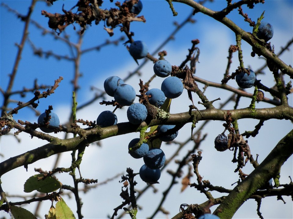 Schlehe (Prunus spinosa) in Hockenheim