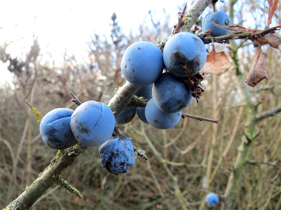 Schlehdorn (Prunus spinosa) in Hockenheim